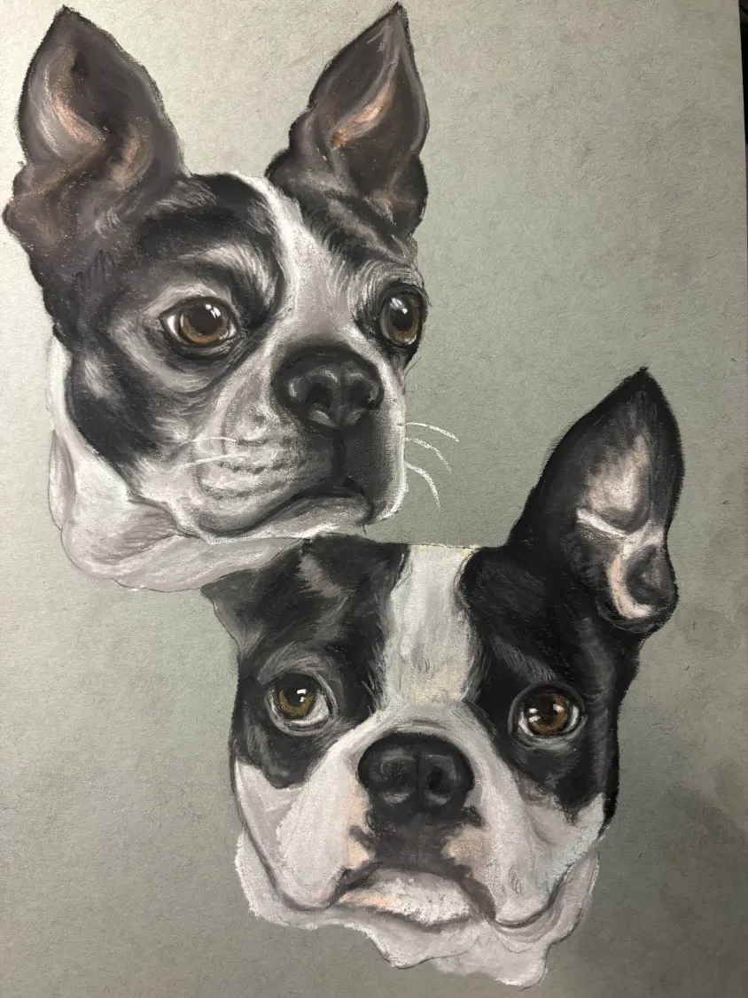 Custom portrait of two Boston terriers