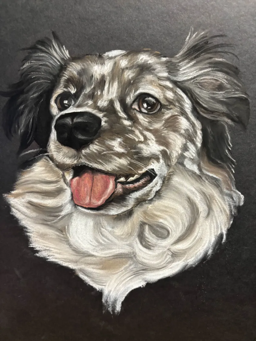 Custom portrait of a happy merle dog